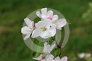 A ramification of an apple-tree with flowers in spring close-up