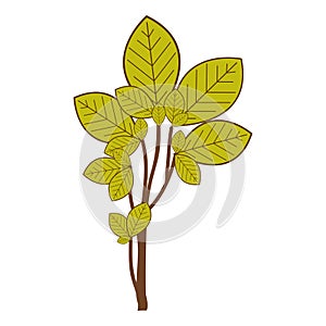 ramifications with green leaves nature icon