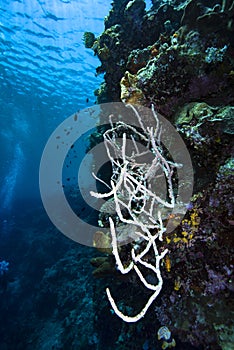 Ramified Sponge Manado Tua Bunaken Indonesia