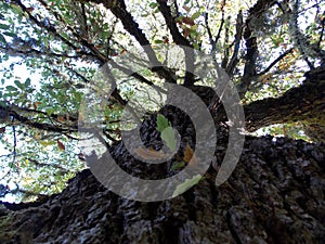 A ramified tree in the forest