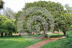 Ramna park at the heart of dhaka