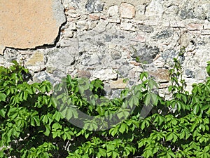 branches with green leaves on the wall photo