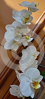 ramo di vere orchidee bianche in fiore