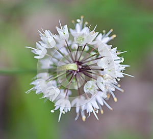 Ramp Flower