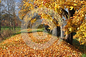 Rampart with maple leaves in autumn