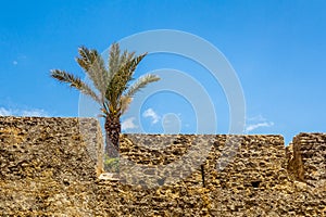 Rampart and palm tree