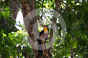 Ramphastos dicolorus toucan with open beak