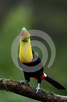 Ramphastos sulfuratus, Keel-billed toucan