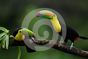 Ramphastos sulfuratus, Keel-billed toucan