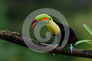 Ramphastos sulfuratus, Keel-billed toucan