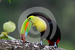 Ramphastos sulfuratus, Keel-billed toucan