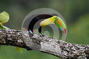 Ramphastos sulfuratus, Keel-billed toucan