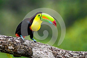 Ramphastos sulfuratus, Keel-billed toucan