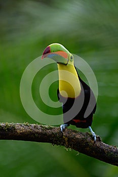 Ramphastos sulfuratus, Keel-billed toucan