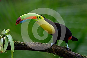 Ramphastos sulfuratus, Keel-billed toucan