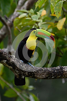 Ramphastos sulfuratus, Keel-billed toucan