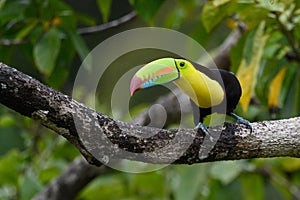 Ramphastos sulfuratus, Keel-billed toucan The bird is perched on the branch in nice wildlife natural