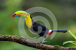 Ramphastos sulfuratus, Keel-billed toucan costa rica