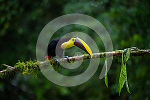 Ramphastos sulfuratus, Keel-billed toucan costa rica