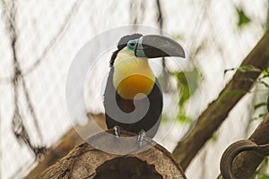 Ramphastos toco - A huge toucan - a black bird