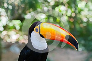 Ramphastos toco toco toucan