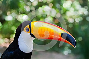 Ramphastos toco toco toucan