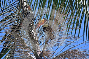 Ramphastos toco, or Toucans, on a Jussara Palm, Euterpe edulis, in Brazil.