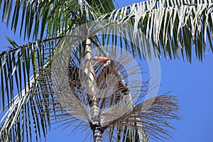 Ramphastos toco, or Toucans, on a Jussara Palm, Euterpe edulis, in Brazil.