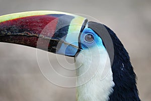 Ramphastos tucanus in a zoo