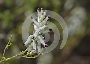 Ramping fumitory, Crete