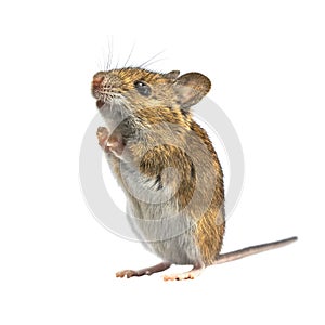 Ramping mouse isolated on white background