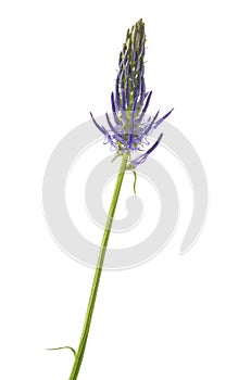 Rampion flower isolated photo