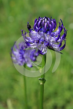 Rampion flowerheads