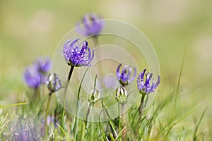 Rampion Phyteuma hemisphaericum in bloom on alpine meadow