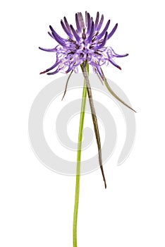 Rampion