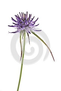 Rampion