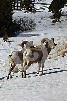 Rams on Alert