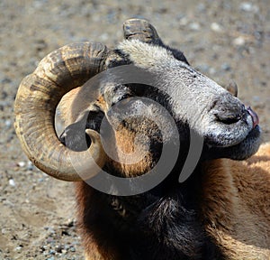 Rams are male bighorn sheep,