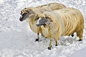 Rams in the snow