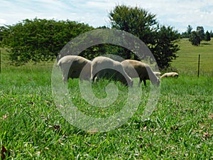 Closeup photo of ram Hampshire sheep grazing in a lush bright green grass field