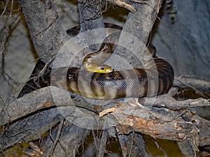 Ramsay`s python, Aspidites ramsayi, is wrapped around a trunk photo