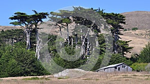 Ramshackle Barn & Cypresses