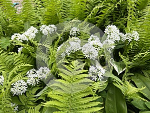 Ramson, Allium ursinum