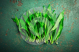 Ramson or bear leek Allium ursinum on kitchen table