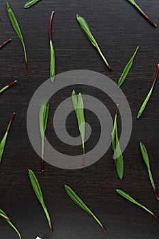 Ramson on a black table, wood garlic