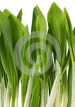 Ramson bunch vegetable