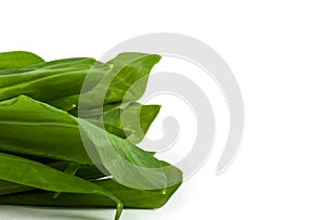 Ramson bunch vegetable