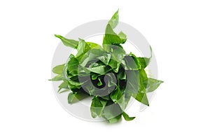 Ramson bunch vegetable isolated on white background