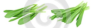 Ramson bunch vegetable isolated on white background with full depth of field