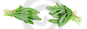 Ramson bunch vegetable isolated on white background with  full depth of field
